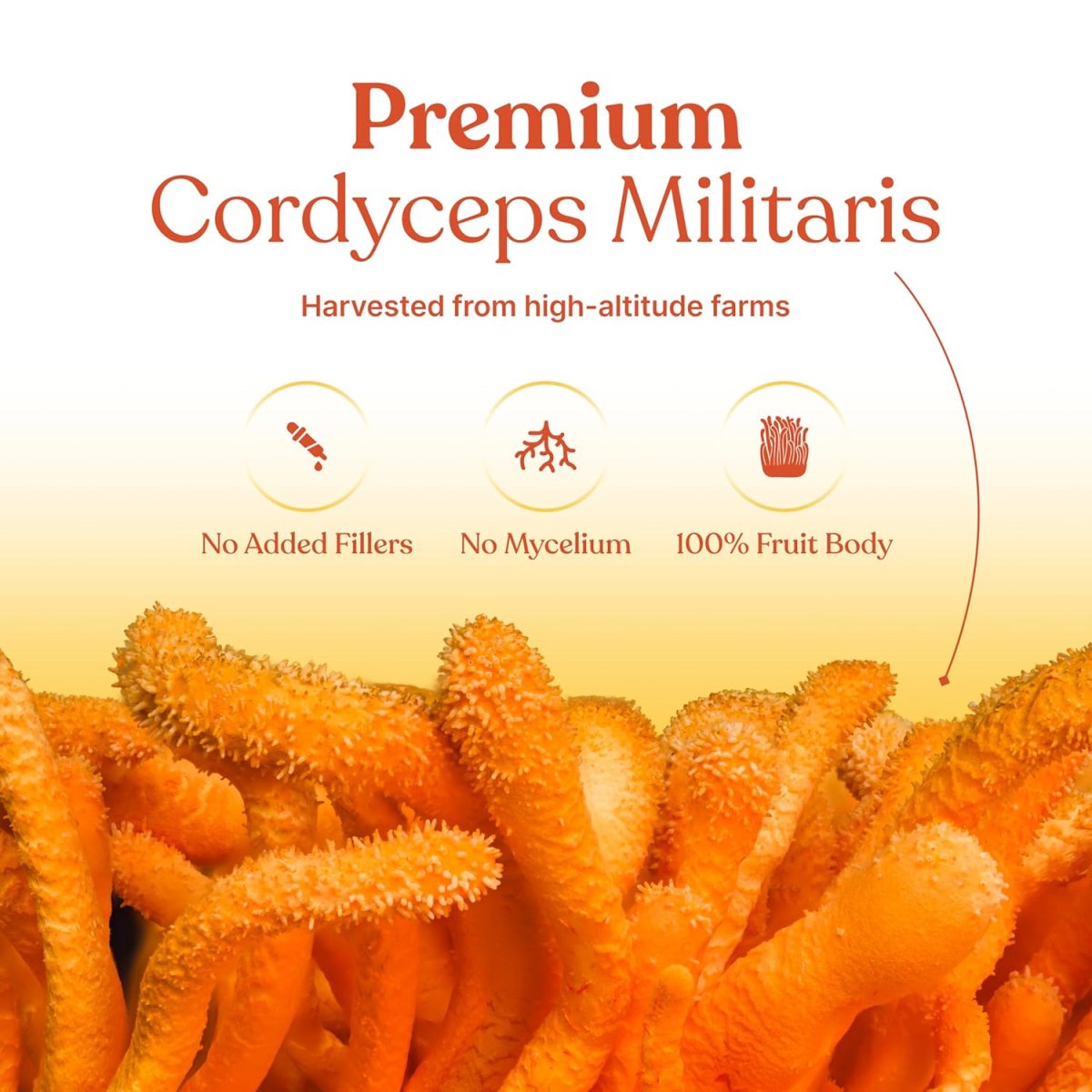 PlantBro Cordyceps Militaris 500mg Capsules